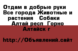 Отдам в добрые руки  - Все города Животные и растения » Собаки   . Алтай респ.,Горно-Алтайск г.